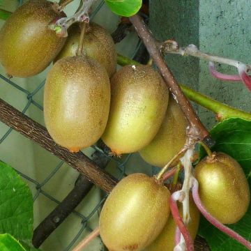 Kiwi - Actinidia deliciosa Hayward (vrouwelijk)
