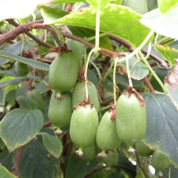 Kiwibes - Actinidia arguta Issai