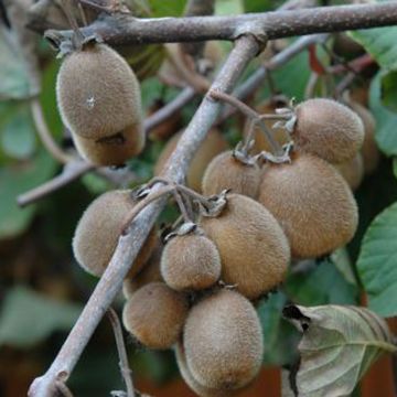 Kiwi - Actinidia deliciosa Solissimo