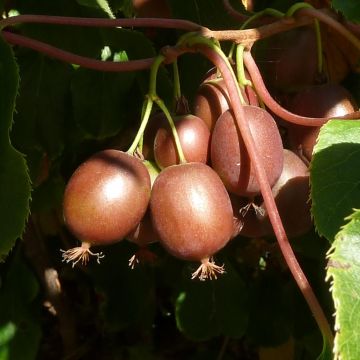 Mini-kiwi - Actinidia arguta Purpurea