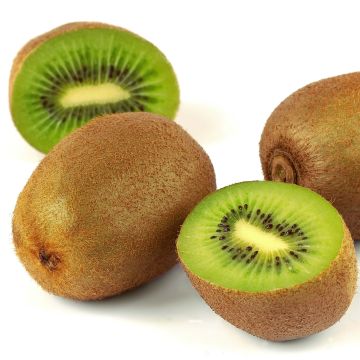 Kiwi - Actinidia deliciosa Belen (mannelijk)