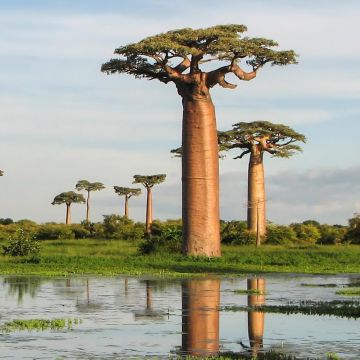 Adansonia grandidieri - Baobab van Grandidier