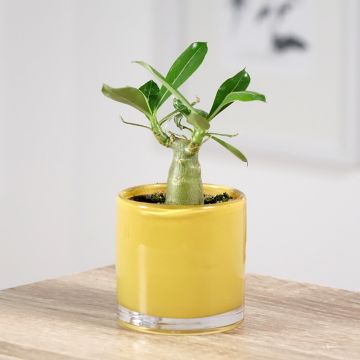 Adenium obesum - Woestijnroos