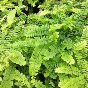 Adiantum pedatum - Venushaar