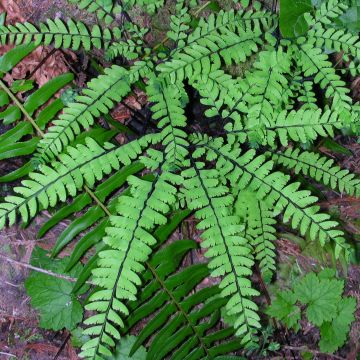 Adiantum pedatum Imbricatum - Venushaar