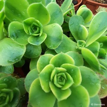 Aeonium Floresens - Huislookboom