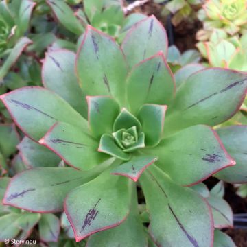 Aeonium Mary Ann Kunkel - Huislookboom