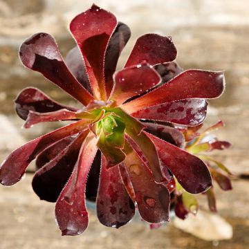 Aeonium arboreum Du Rozzen - Boom-aeonium