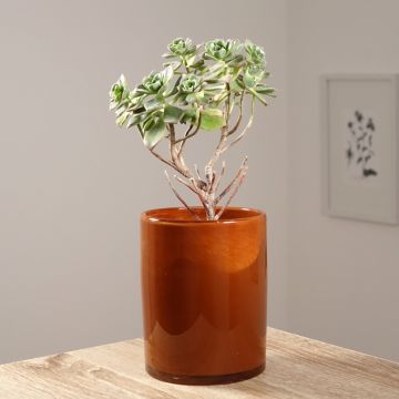 Aeonium haworthii - Huislookboom