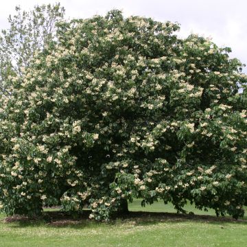 Aesculus dallimorei - Paardenkastanje