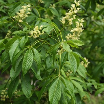 Aesculus glabra var. arguta - Gladde pavia