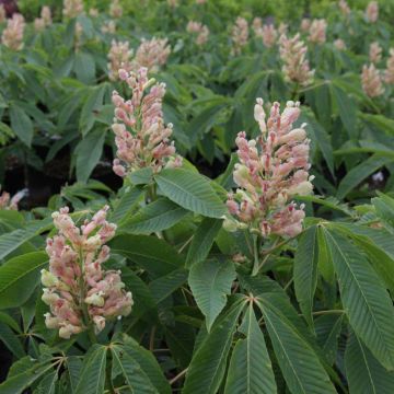 Aesculus neglecta Autumn Fire - Paardenkastanje