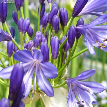 Agapanthus African Skies - Afrikaanse lelie