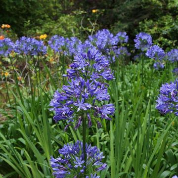 Agapanthus Bluestorm - Afrikaanse lelie