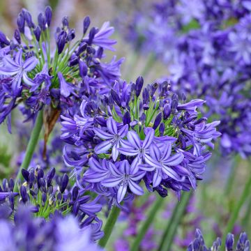 Agapanthus Northern Star - Afrikaanse lelie