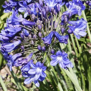 Agapanthus Peter Pan - Afrikaanse lelie