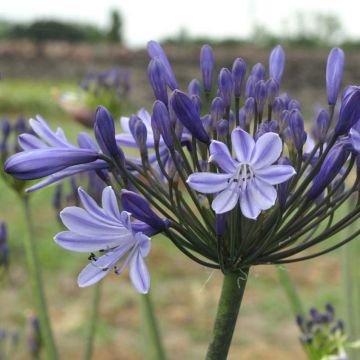 Agapanthus Rosewarne - Afrikaanse lelie