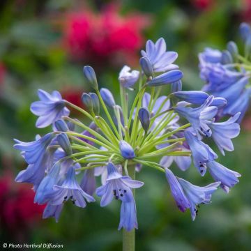 Agapanthus Southern Cross - Afrikaanse lelie