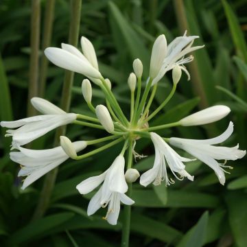 Agapanthus Thumbelina - Afrikaanse lelie