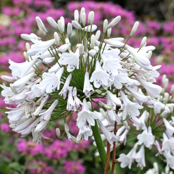 Agapanthus Windsor Grey - Afrikaanse lelie