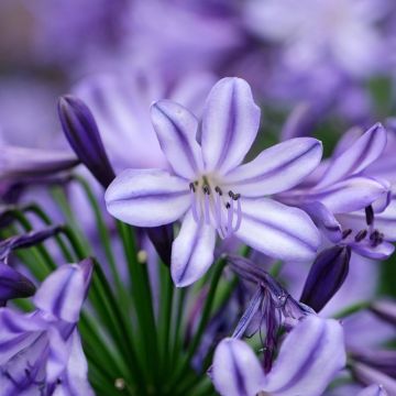 Agapanthus  Star Poppin’ Star  - Afrikaanse lelie
