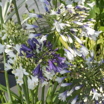 Agapanthus  Three Sisters - Afrikaanse lelie
