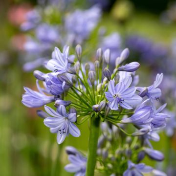 Agapanthus Vallée de la Romanche - Afrikaanse lelie
