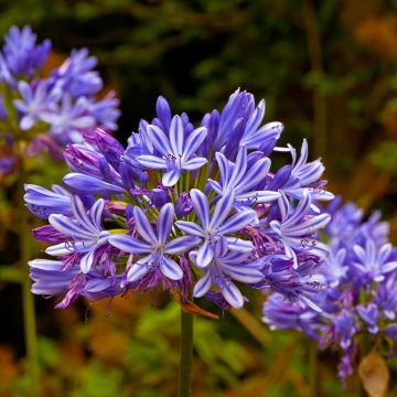 Agapanthus umbellatus (africanus) - Afrikaanse lelie