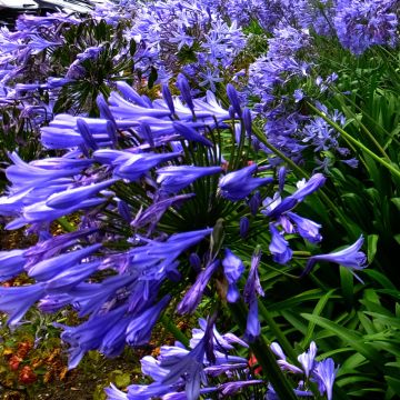 Agapanthus Blue Triumphator - Afrikaanse lelie