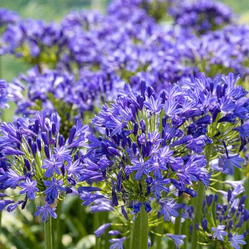 Agapanthus Blue Velvet - Afrikaanse lelie