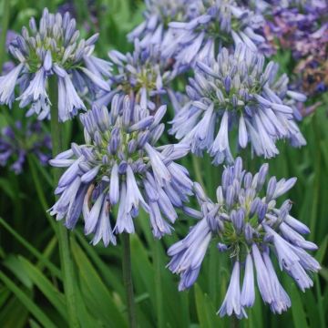 Agapanthus Celebration - Afrikaanse lelie