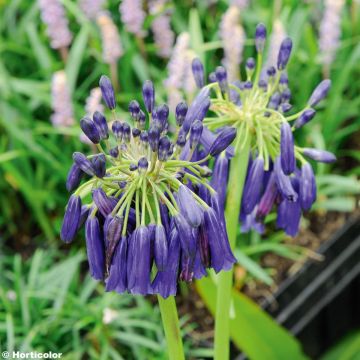 Agapanthus inapertus Graskop - Afrikaanse lelie