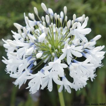 Agapanthus Queen Mum - Afrikaanse lelie