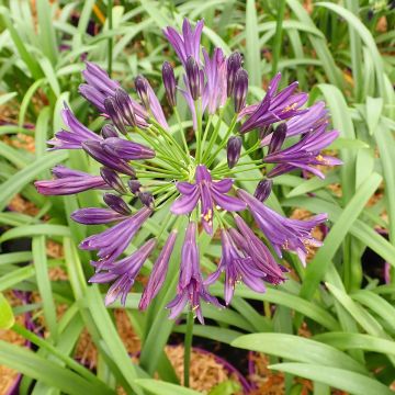 Agapanthus Pitchoune Violet - Afrikaanse lelie
