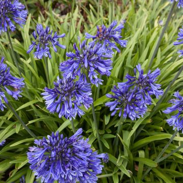 Agapanthus Black Pantha - Afrikaanse lelie
