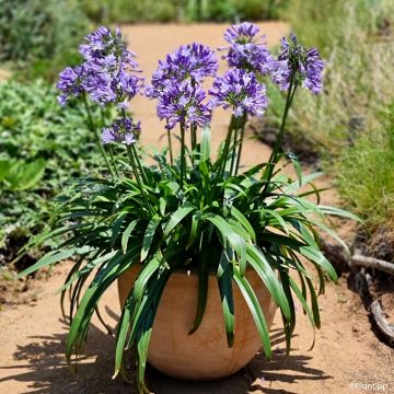 Agapanthe Everpanthus Midnight Moon