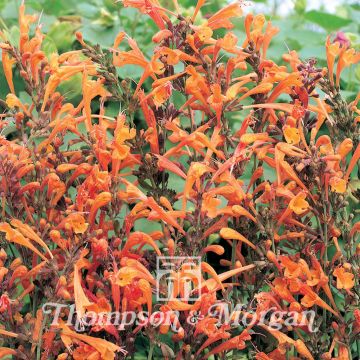 Agastache aurantiaca Apricot Sprite (zaad) - Dropplant