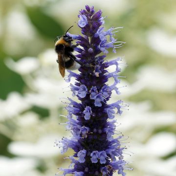 Agastache Blue Fortune - Koreaanse munt