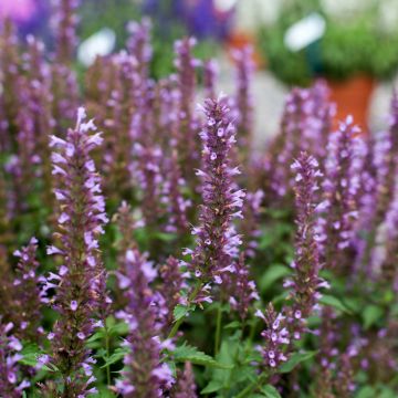Agastache foeniculum Celestia - Dropplant