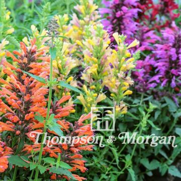 Agastache aurantiaca Fragrant Mixed (zaad) - Dropplant