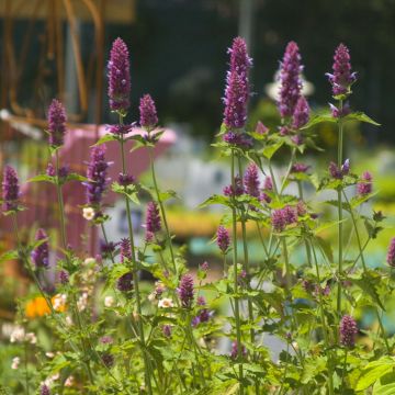 Agastache Globetrotter - Dropplant