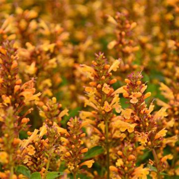 Agastache Kudos Gold - Dropplant