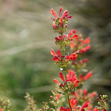 Agastache Kudos Red - Dropplant