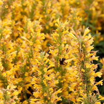 Agastache Poquito Butter Yellow - Dropplant