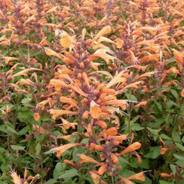 Agastache Summer Sunset - Dropplant