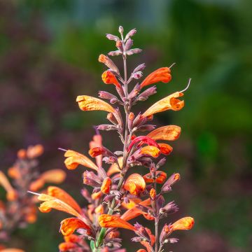 Agastache Sunny Sparks Tangerine - Dropplant