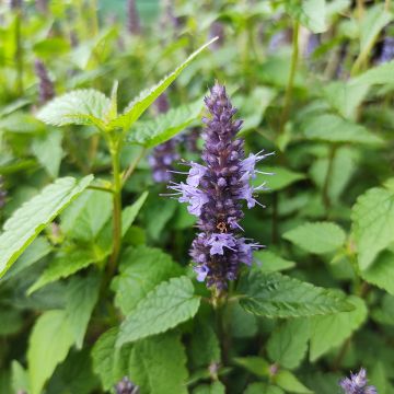 Agastache rugosa Little Adder - Koreaanse munt