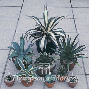 Agave Mixed (zaad)