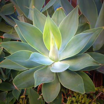 Agave attenuata - Zwanenhalsagave