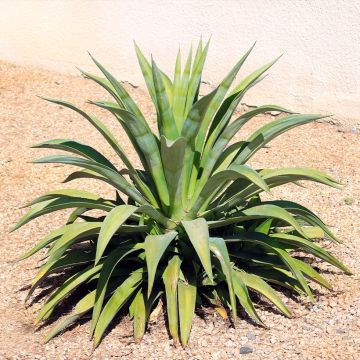 Agave desmetiana - Kleine honderdjarige aloë